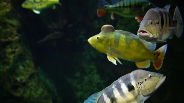Cichla piquiti blue of Tocantins-Araguaia river basins, Brazil, fish with stripes and black mouth swimming in tank