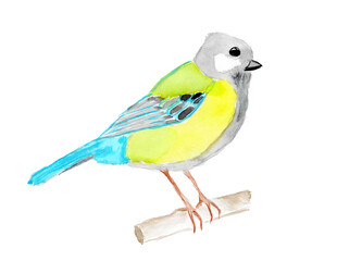 Tit sitting on a tree branch. Watercolor illustration.