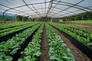 Nutritious Kale Spreading Leaves in a Sustainable Organic Vegetable Farm