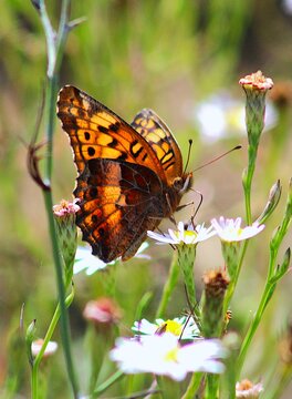 butterfly on a flower macro