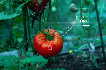 Smart Farm AI digital technology, agriculture smart monitoring plant application. Ripe Tomato...