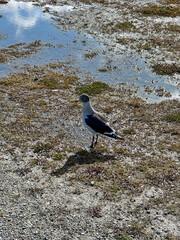 Argentina, Ushuaia - 2023, February: bird in Ushuaia 