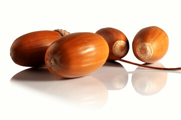 Four autumn oak acorns on a white background.