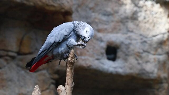 African gray parrot Jaco on a branch. Bright plumage and expressive eyes.