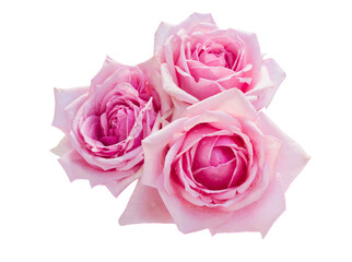 Naklejka premium three pink blooming roses