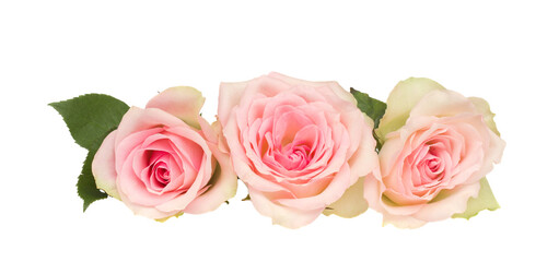 three pink  roses