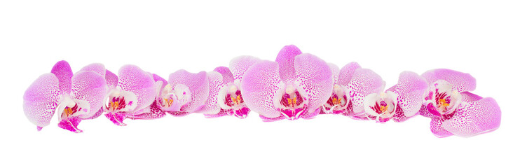 row of pink  orchid flowers