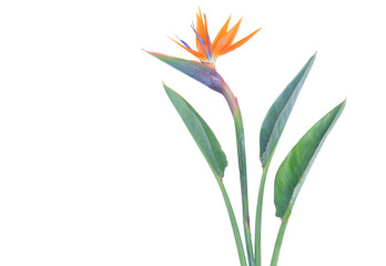 Bird of paradize flower