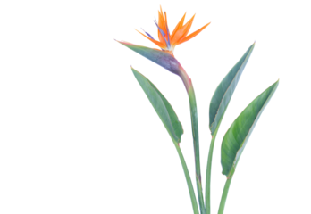 Bird of paradize flower