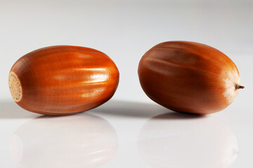 Two autumn oak acorns