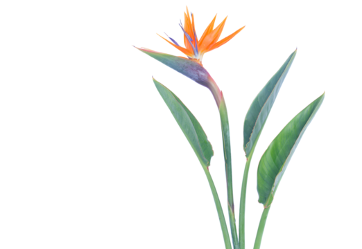 Bird of paradize flower