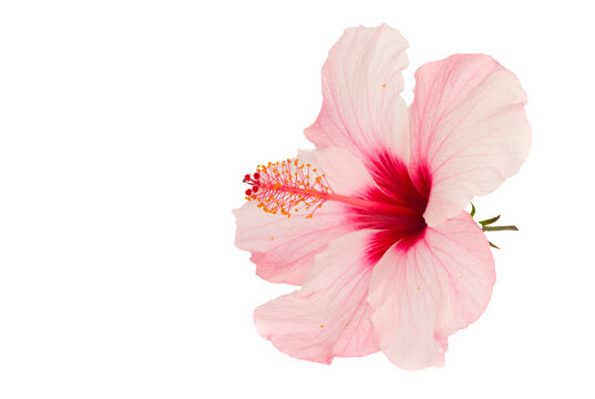 pink hibiscus flower