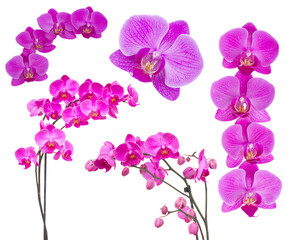 flowers of orchid frame
