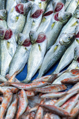 Obraz premium Fresh bonito, blue fish, lufer and red mullet at a stall in local fish market in Istanbul, Turkey