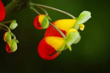 インパチェンス・ニアムニアメンシス