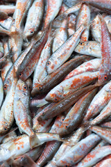 Fresh red mullets also called barbun at a local fish market stall in Istanbul