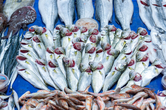 Fresh bonito, blue fish, lufer at a stall in local fish market in Istanbul, Turkey