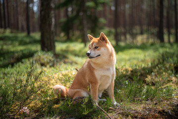 Shiba inu dog is is sitting on the moss in the pine forest on sunny summer day
