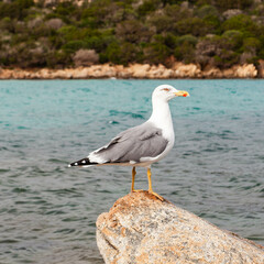 Close view of a seagull standing on a rock with a turquoise sea in the background and a rocky coast.