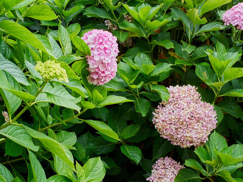 Hydrangea, a flowring plant from the Hydrangeaceae family, with pink flowers and lush foliage