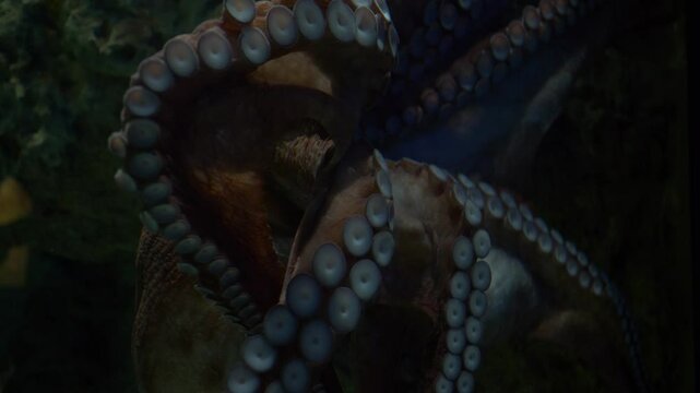 Giant pacific octopus moving tentacles in slow motion