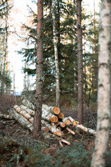 Obraz premium A group of freshly cut birch logs stacked on the forest floor, surrounded by tall trees. This image highlights themes of forestry, natural resources, and sustainable woodland management