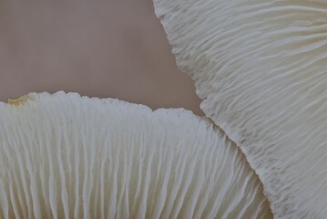 Close macro of the lamellae of a mushroom that were folded upwards.