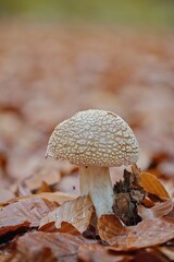A young blusher growing through fall leaves with a tiny spider hanging under its cap.