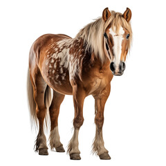 Obraz premium Beautiful Brown Horse Isolated On White Background 