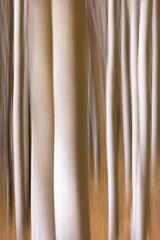 Aspen Forms, Fall