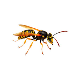 Fototapeta premium Wasp with black yellow and orange striped body, thin waist and long red antennas on transparent background. Insect wings spread out, legs stretched. Close-up of wasp detail. Macro photography. Cut out
