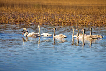 Trumpeter Swans and Cygnets - Alcona Pond - AuSable River - Huron National Forest - Alcona County Michigan