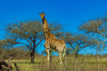 giraffe in the wild