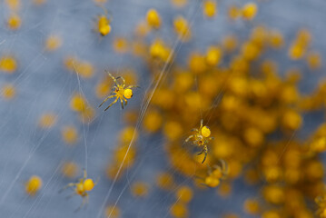 Two tiny garden spider younglings in front of a lot more of them crawling around on spider silk