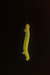 A small green caterpillar hanging down on a single thread of silk in front of a pure black background