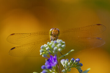 A dragonfly sitting on a flower and looking into the camera