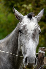 Obraz premium Portrait of a pale horse. the face, of horse,