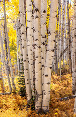 Tall Aspen Trunks in Golden Forest