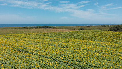 Aerial view above to the sunflowers field. Top view onto agriculture field with blooming sunflowers. Summer landscape with big yellow farm fields with sunflowers in Carreço, Portugal.