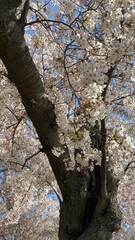 West Potomac Park seen from across the Tidal Basin with cherry trees in bloom, Washington, D.C., USA.