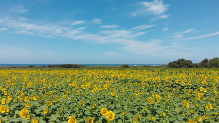 Aerial view above to the sunflowers field. Top view onto agriculture field with blooming sunflowers. Summer landscape with big yellow farm fields with sunflowers in Carreço, Portugal.