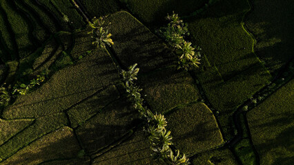 Fototapeta premium A rice field at sunrise. View from above