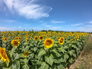 Cobblestone road located in Carreco, Portugal. Stone-paved road in the sunflower field. Large yellow sunflowers bloomed on a farm field in summer.