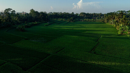 Morning Landscape on green rice fields