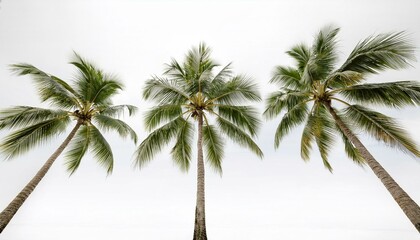 Obraz premium three isolated coconut palm trees on a white background creating a great summer vibe with copy space image
