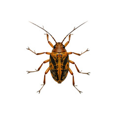 Orange and black beetle with long antennae. Insect on isolated transparent background. Small creature. Animal nature. Macro photography. Entomology, zoology, wildlife. Alpha mask cut out png.
