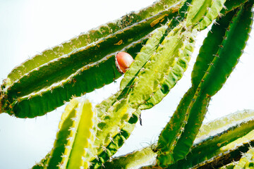 cactus and fruit on the branch