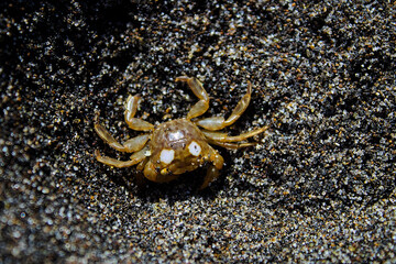 A small crab in the beach sand