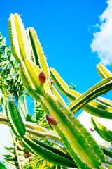 cactus and fruit on the branch