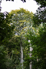 Fototapeta premium Hohe Bäume in einem dichten Wald im Sommer